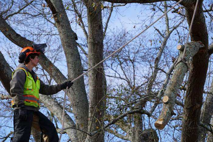 Tree Trimming and Pruning by Mullinax Tree Service