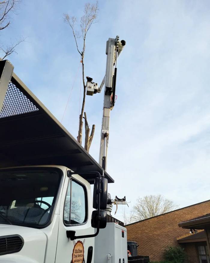 Mullinax Tree Service at work