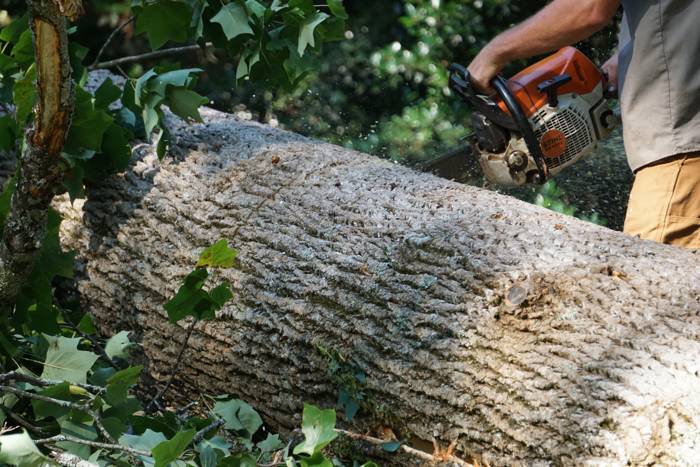 Mullinax Tree Service at work