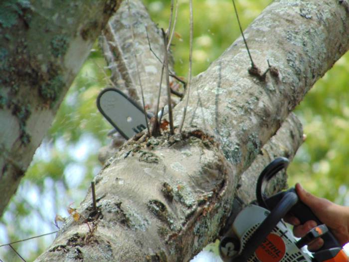 Mullinax Tree Service at work