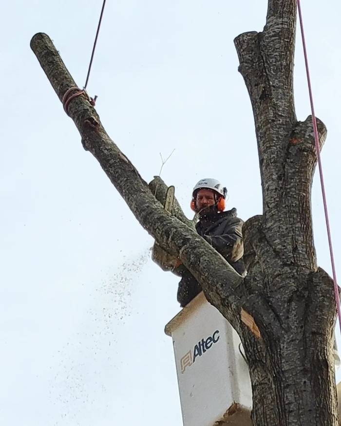 Tree Trimming and Pruning