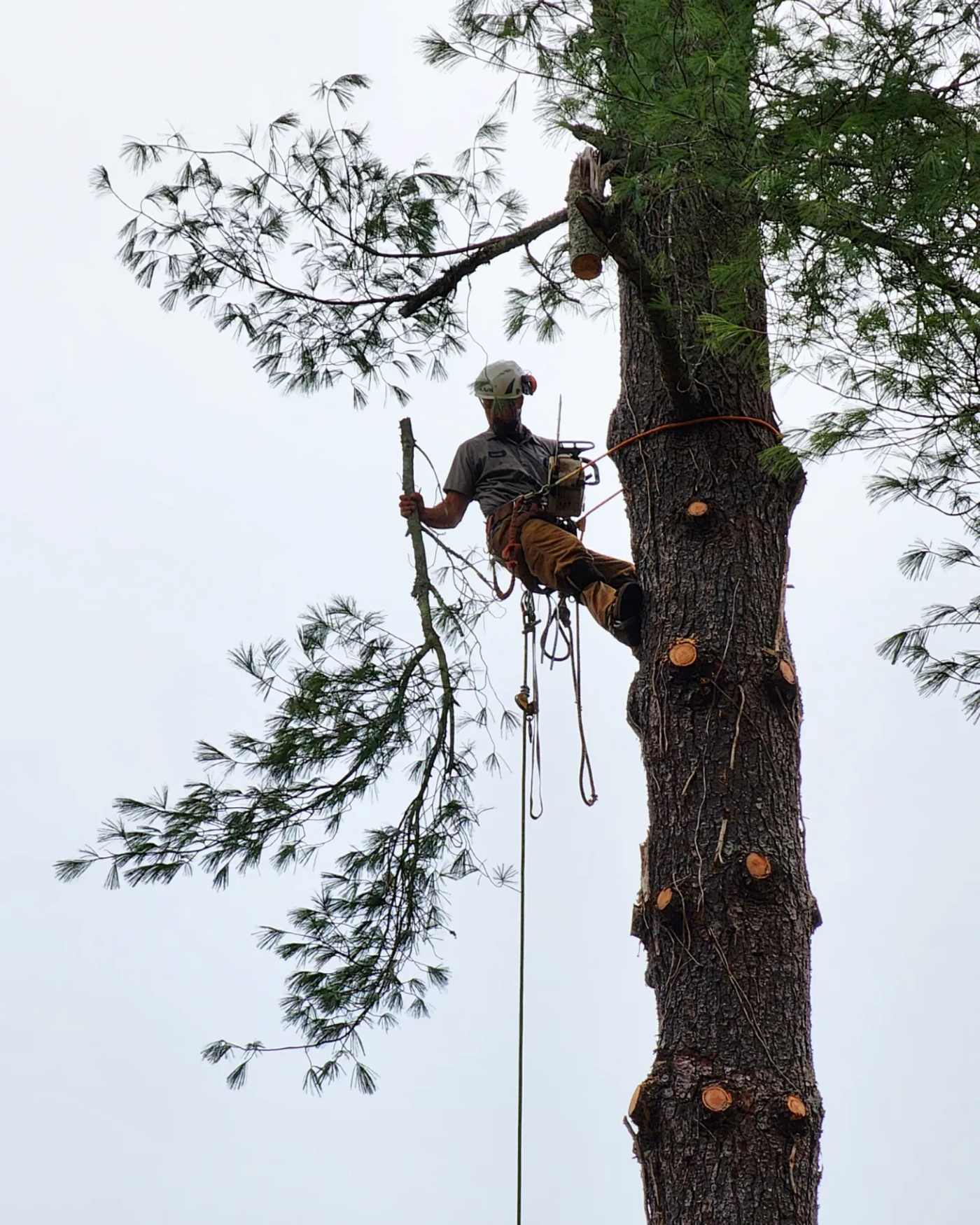 Mullinax Tree Service working in Pendleton, SC