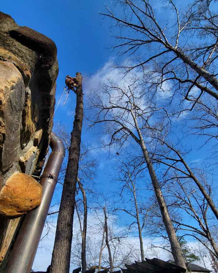 Mullinax Tree Service at work