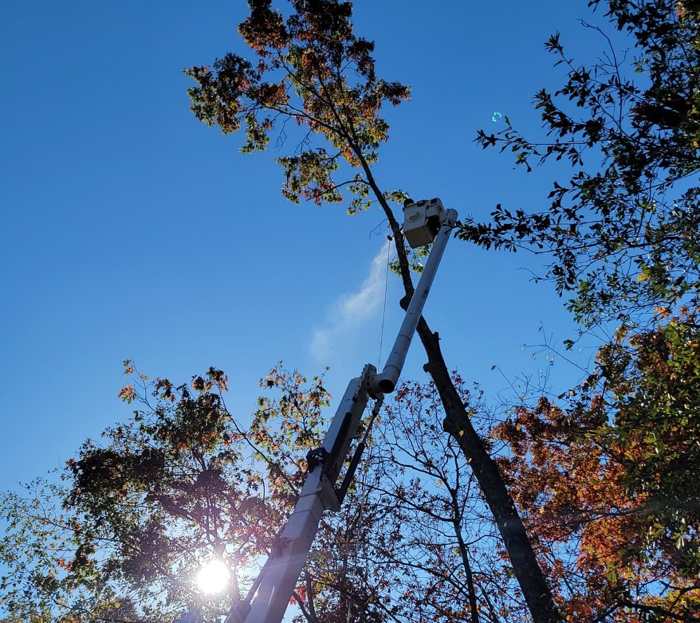 Mullinax Tree Service at work