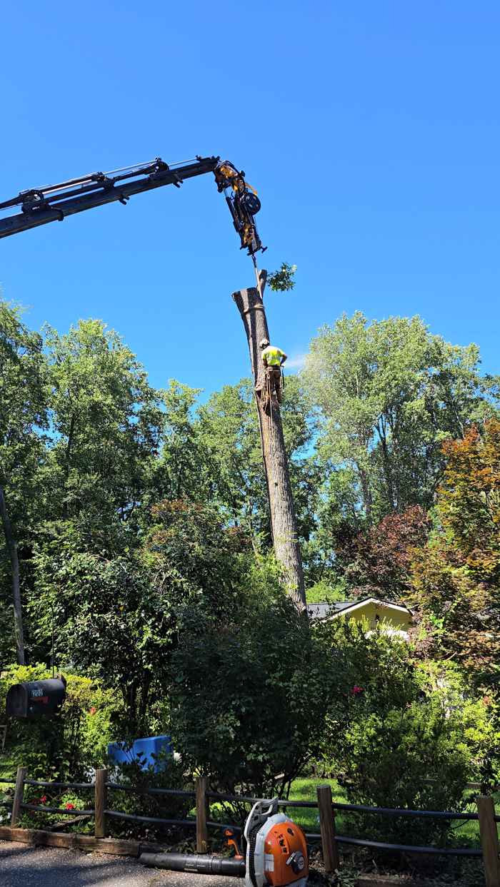 Mullinax Tree Service at work