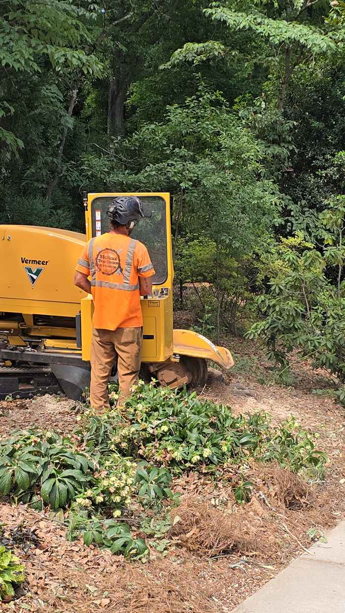 Mullinax Tree Service at work