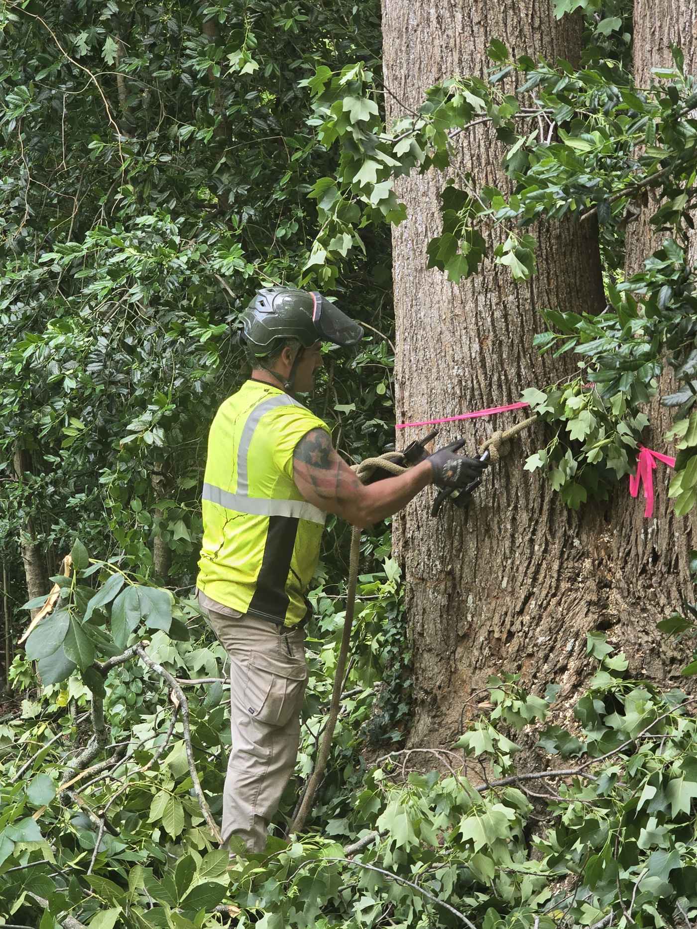 A Mullinax crew member pruning a tree with a pole saw