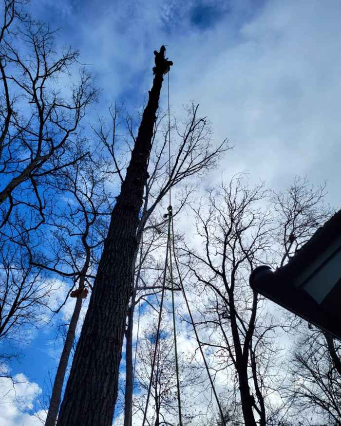 Mullinax Tree Service at work