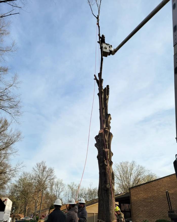 Tree Removal by Mullinax Tree Service