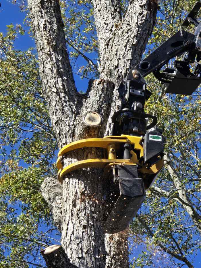 Tree Removal by Mullinax Tree Service