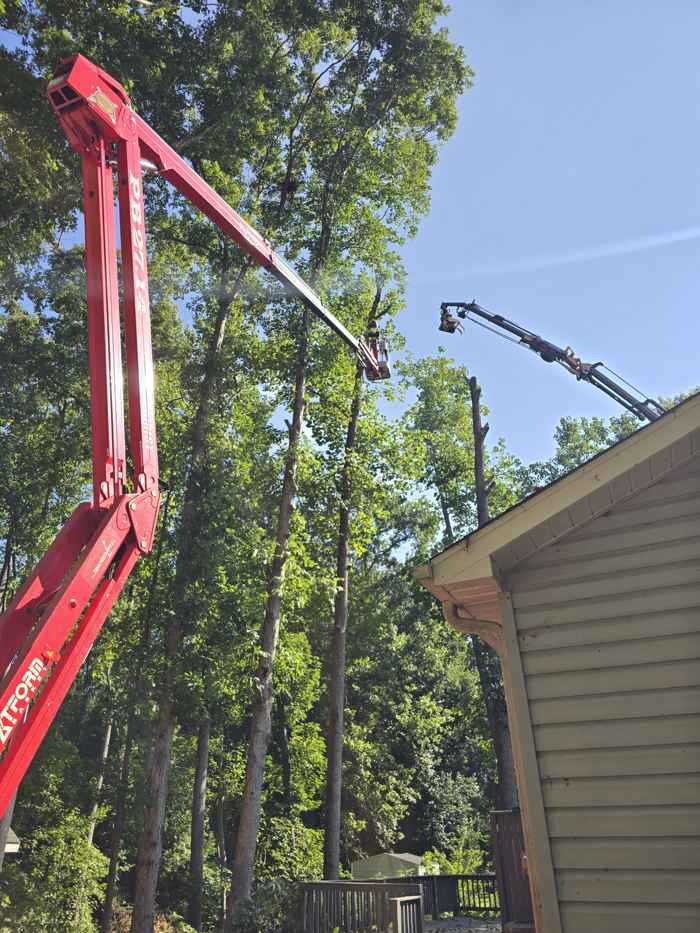 Mullinax Tree Service at work