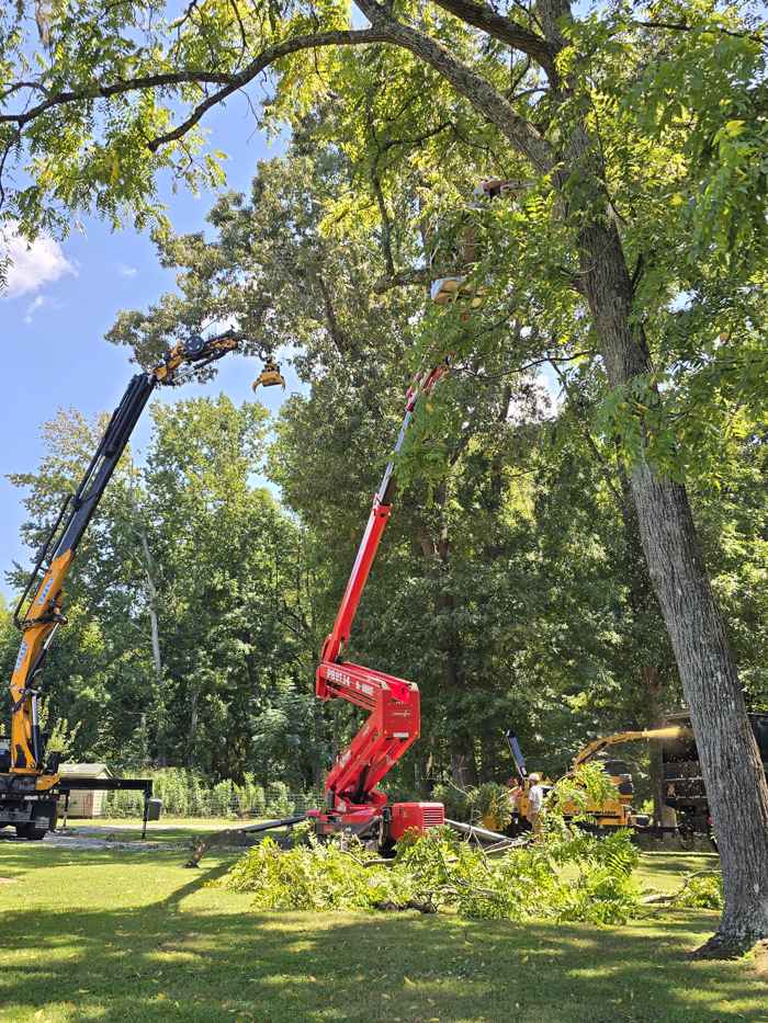 Mullinax Tree Service at work
