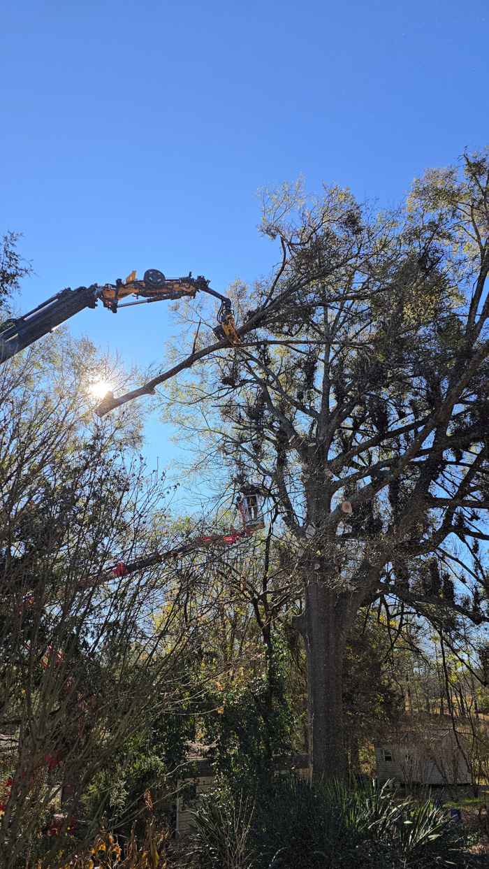 Mullinax Tree Service at work