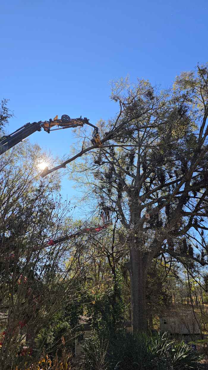 Mullinax Tree Service at work