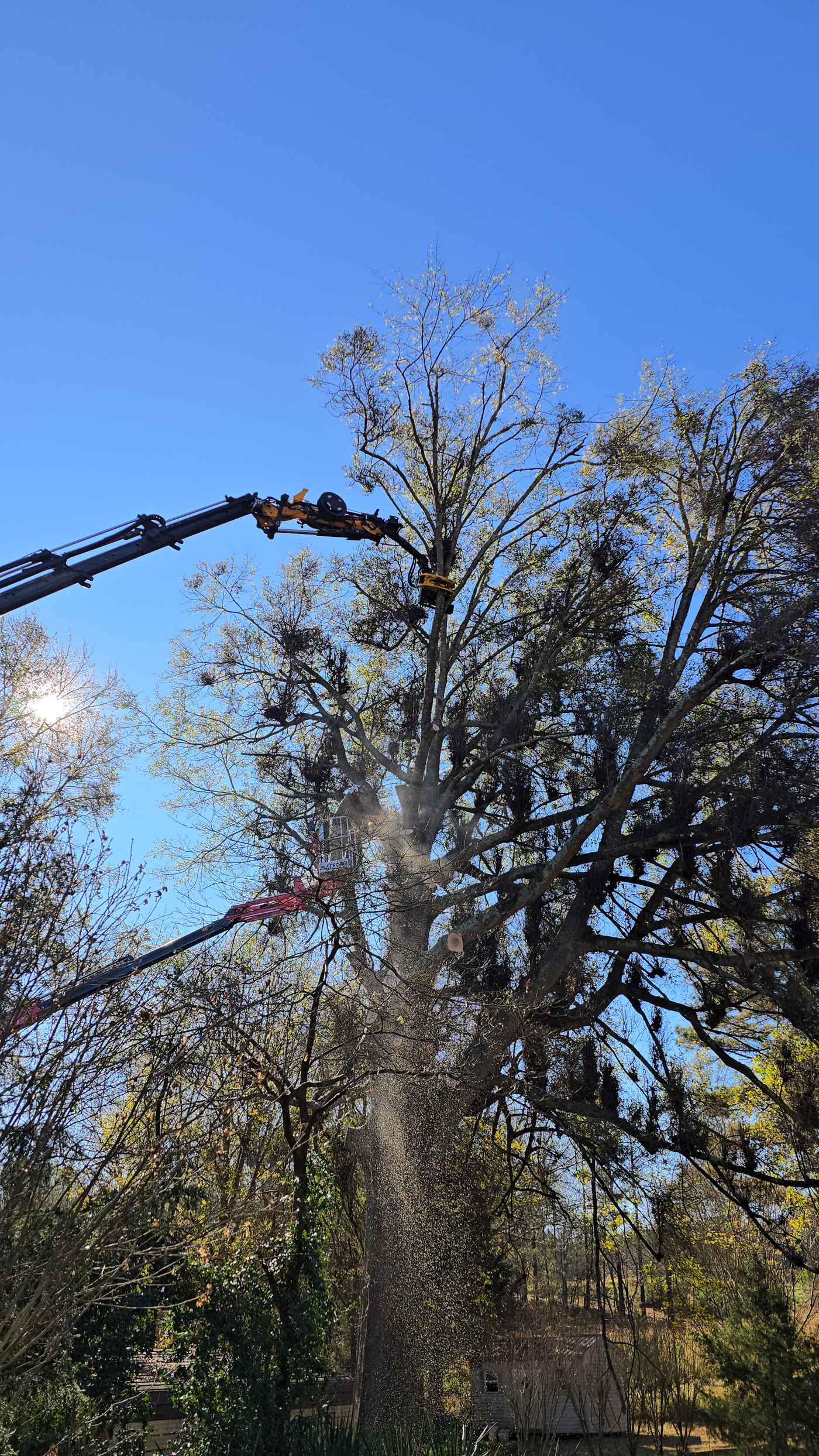 Mullinax Tree Service working in Pickens, SC
