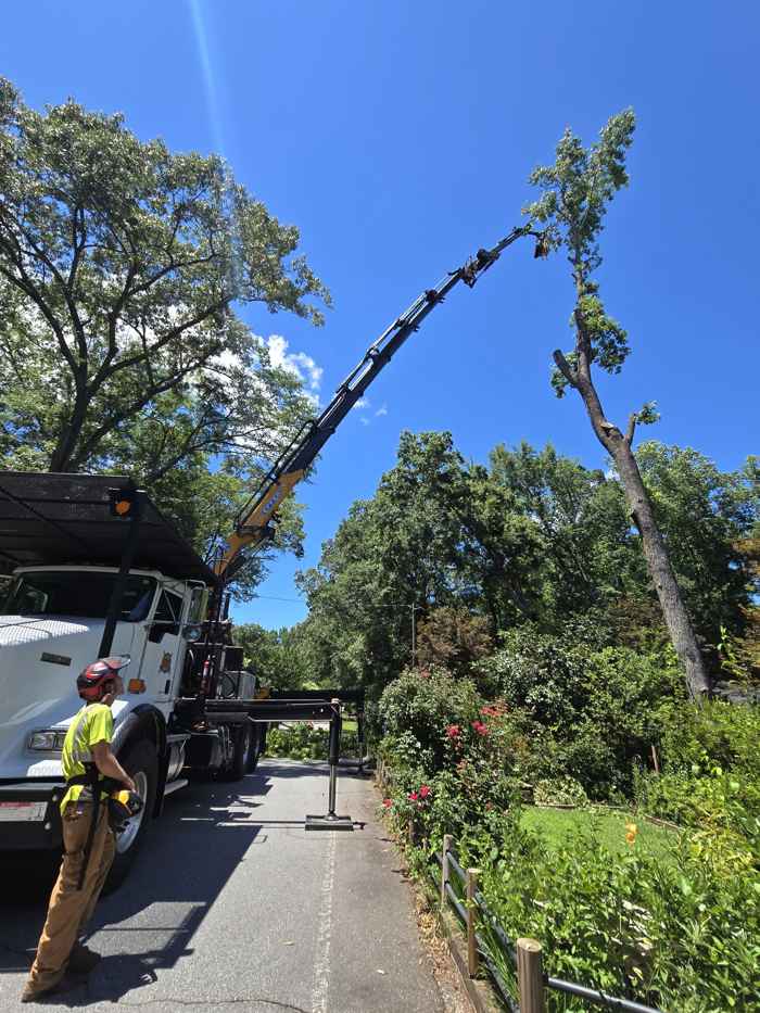 Mullinax Tree Service at work