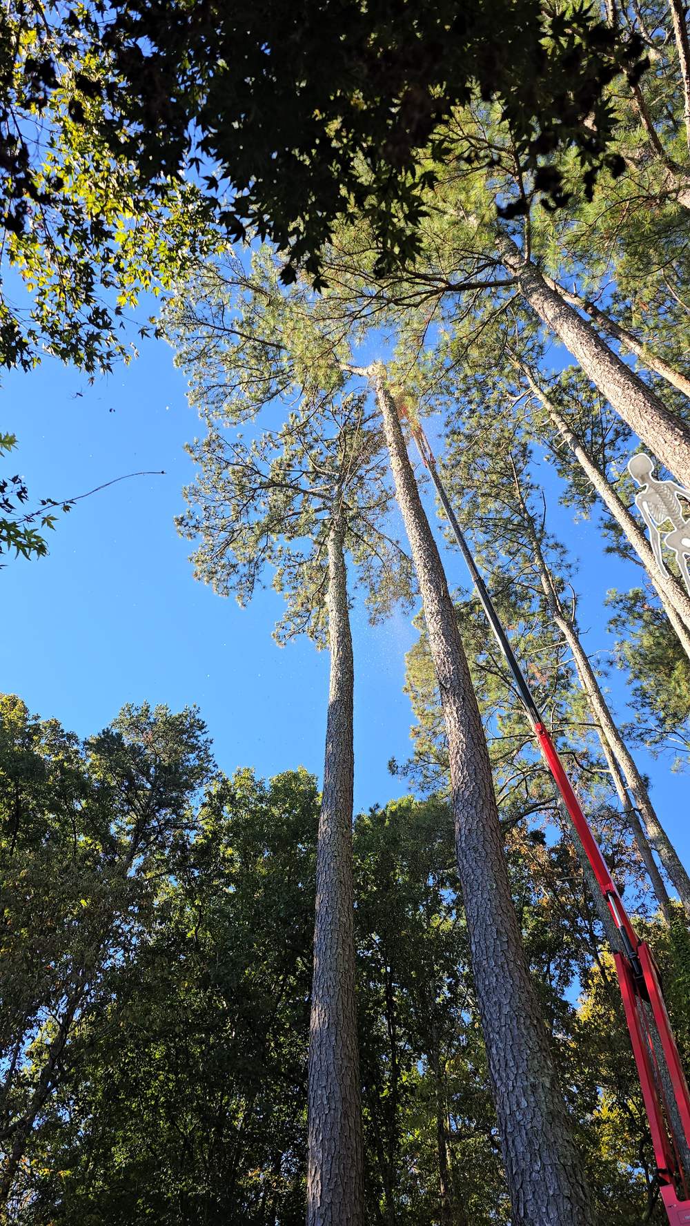 Voluntary tree removal