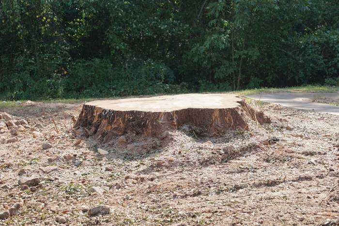 Stump Grinding by Mullinax Tree Service