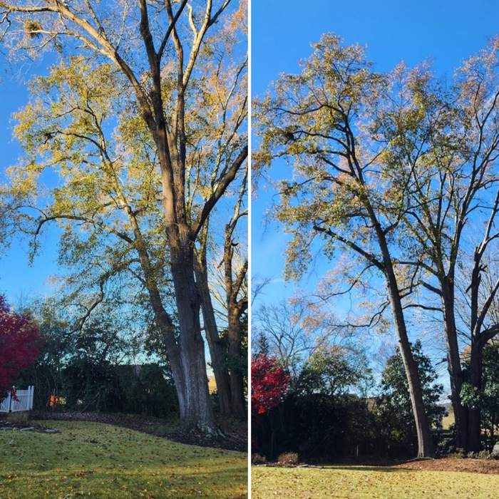 Tree Trimming and Pruning by Mullinax Tree Service
