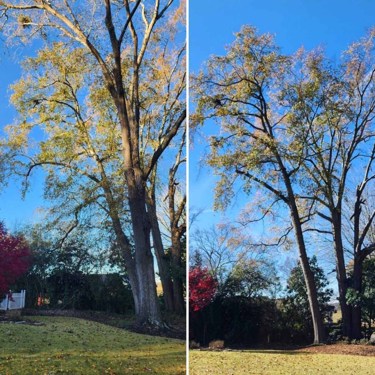 We do not top trees
