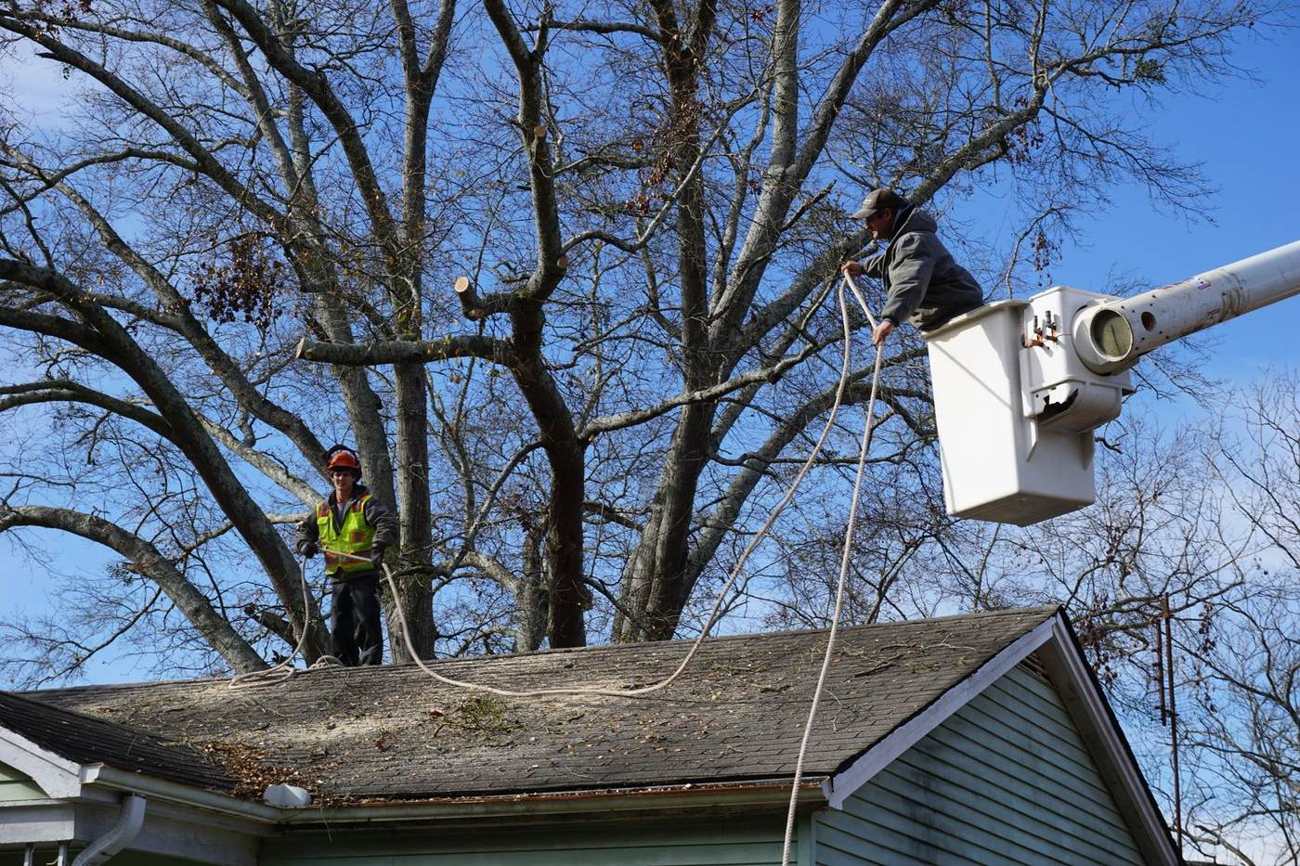Trimming and dead wooding